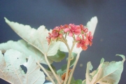 <strong>Malvaceae - Ruizia cordata - Cav.</strong><br />© Sarrailh Jean-Michel / CIRAD