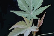 <strong>Malvaceae - Ruizia cordata - Cav.</strong><br />© Sarrailh Jean-Michel / CIRAD