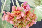 <strong>Malvaceae - Ruizia cordata - Cav.</strong><br />© Sarrailh Jean-Michel / CIRAD