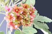 <strong>Malvaceae - Ruizia cordata - Cav.</strong><br />© Sarrailh Jean-Michel / CIRAD
