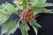 <strong>Malvaceae - Ruizia cordata - Cav.</strong><br />© Sarrailh Jean-Michel / CIRAD