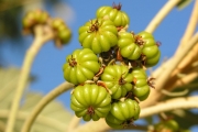 <strong>Malvaceae - Ruizia cordata - Cav.</strong><br />© Sarrailh Jean-Michel / CIRAD