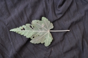 <strong>Malvaceae - Ruizia cordata - Cav.</strong><br />© Sarrailh Jean-Michel / CIRAD