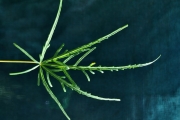 <strong>Malvaceae - Ruizia cordata - Cav.</strong><br />© Sarrailh Jean-Michel / CIRAD