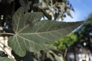<strong>Malvaceae - Ruizia cordata - Cav.</strong><br />© Sarrailh Jean-Michel / CIRAD