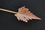 <strong>Malvaceae - Ruizia cordata - Cav.</strong><br />© Sarrailh Jean-Michel / CIRAD
