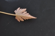 <strong>Malvaceae - Ruizia cordata - Cav.</strong><br />© Sarrailh Jean-Michel / CIRAD