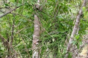 <strong>Apocynaceae - Sarcostemma viminale - (L.) R.Br.</strong><br />© Baret Stéphane
