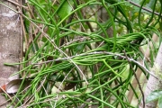 <strong>Apocynaceae - Sarcostemma viminale - (L.) R.Br.</strong><br />© Baret Stéphane