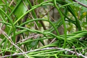 <strong>Apocynaceae - Sarcostemma viminale - (L.) R.Br.</strong><br />© Baret Stéphane