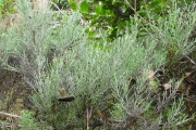 <strong>Asteraceae - Stoebe passerinoides - (Lam.) Willd.</strong><br />© Sarrailh Jean-Michel / CIRAD