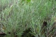 <strong>Asteraceae - Stoebe passerinoides - (Lam.) Willd.</strong><br />© Sarrailh Jean-Michel / CIRAD