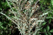 <strong>Asteraceae - Stoebe passerinoides - (Lam.) Willd.</strong><br />© Sarrailh Jean-Michel / CIRAD