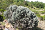 <strong>Asteraceae - Stoebe passerinoides - (Lam.) Willd.</strong><br />© Sarrailh Jean-Michel / CIRAD