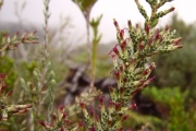 <strong>Asteraceae - Stoebe passerinoides - (Lam.) Willd.</strong><br />© Perroud Annaïg