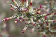 <strong>Asteraceae - Stoebe passerinoides - (Lam.) Willd.</strong><br />© Perroud Annaïg
