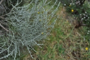 <strong>Asteraceae - Stoebe passerinoides - (Lam.) Willd.</strong><br />© Sarrailh Jean-Michel / CIRAD