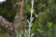 <strong>Asteraceae - Stoebe passerinoides - (Lam.) Willd.</strong><br />© Sarrailh Jean-Michel / CIRAD