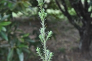 <strong>Asteraceae - Stoebe passerinoides - (Lam.) Willd.</strong><br />© Sarrailh Jean-Michel / CIRAD