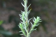 <strong>Asteraceae - Stoebe passerinoides - (Lam.) Willd.</strong><br />© Sarrailh Jean-Michel / CIRAD