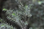 <strong>Asteraceae - Stoebe passerinoides - (Lam.) Willd.</strong><br />© Sarrailh Jean-Michel / CIRAD