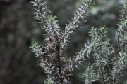 <strong>Asteraceae - Stoebe passerinoides - (Lam.) Willd.</strong><br />© Sarrailh Jean-Michel / CIRAD