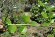 <strong>Rhamnaceae - Scutia myrtina - (Burm.f.) Kurz</strong><br />© Sarrailh Jean-Michel / CIRAD