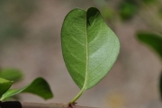 <strong>Rhamnaceae - Scutia myrtina - (Burm.f.) Kurz</strong><br />© Sarrailh Jean-Michel / CIRAD