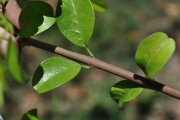 <strong>Rhamnaceae - Scutia myrtina - (Burm.f.) Kurz</strong><br />© Sarrailh Jean-Michel / CIRAD