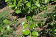 <strong>Rhamnaceae - Scutia myrtina - (Burm.f.) Kurz</strong><br />© Sarrailh Jean-Michel / CIRAD