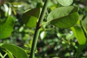 <strong>Rhamnaceae - Scutia myrtina - (Burm.f.) Kurz</strong><br />© Sarrailh Jean-Michel / CIRAD