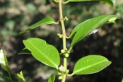 <strong>Rhamnaceae - Scutia myrtina - (Burm.f.) Kurz</strong><br />© Sarrailh Jean-Michel / CIRAD