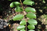 <strong>Rhamnaceae - Scutia myrtina - (Burm.f.) Kurz</strong><br />© Sarrailh Jean-Michel / CIRAD