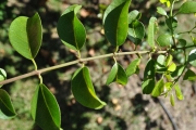<strong>Rhamnaceae - Scutia myrtina - (Burm.f.) Kurz</strong><br />© Sarrailh Jean-Michel / CIRAD