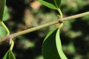 <strong>Rhamnaceae - Scutia myrtina - (Burm.f.) Kurz</strong><br />© Sarrailh Jean-Michel / CIRAD
