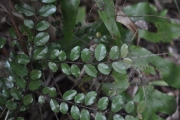 <strong>Rhamnaceae - Scutia myrtina - (Burm.f.) Kurz</strong><br />© Sarrailh Jean-Michel / CIRAD
