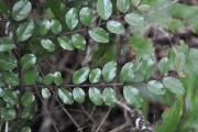 <strong>Rhamnaceae - Scutia myrtina - (Burm.f.) Kurz</strong><br />© 