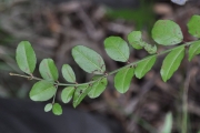 <strong>Rhamnaceae - Scutia myrtina - (Burm.f.) Kurz</strong><br />© Sarrailh Jean-Michel / CIRAD