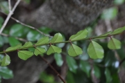 <strong>Rhamnaceae - Scutia myrtina - (Burm.f.) Kurz</strong><br />© Sarrailh Jean-Michel / CIRAD