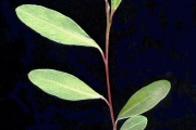 <strong>Sapotaceae - Sideroxylon borbonicum - DC.</strong><br />© Sarrailh Jean-Michel / CIRAD