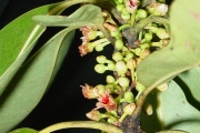 <strong>Sapotaceae - Sideroxylon borbonicum - DC.</strong><br />© Sarrailh Jean-Michel / CIRAD