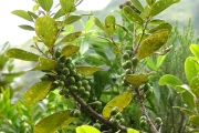 <strong>Sapotaceae - Sideroxylon borbonicum - DC.</strong><br />© Baret Stéphane