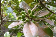 <strong>Sapotaceae - Sideroxylon borbonicum - DC.</strong><br />© Baret Stéphane