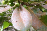 <strong>Sapotaceae - Sideroxylon borbonicum - DC.</strong><br />© Baret Stéphane