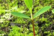 <strong>Sapotaceae - Sideroxylon borbonicum - DC.</strong><br />© Sarrailh Jean-Michel / CIRAD