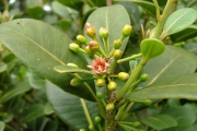 <strong>Sapotaceae - Sideroxylon borbonicum - DC.</strong><br />© Baret Stéphane