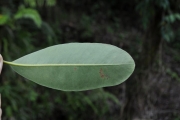 <strong>Sapotaceae - Sideroxylon borbonicum - DC.</strong><br />© Sarrailh Jean-Michel / CIRAD