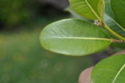 <strong>Sapotaceae - Sideroxylon borbonicum - DC.</strong><br />© Sarrailh Jean-Michel / CIRAD