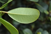 <strong>Sapotaceae - Sideroxylon borbonicum - DC.</strong><br />© Sarrailh Jean-Michel / CIRAD