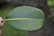 <strong>Sapotaceae - Sideroxylon borbonicum - DC.</strong><br />© Sarrailh Jean-Michel / CIRAD